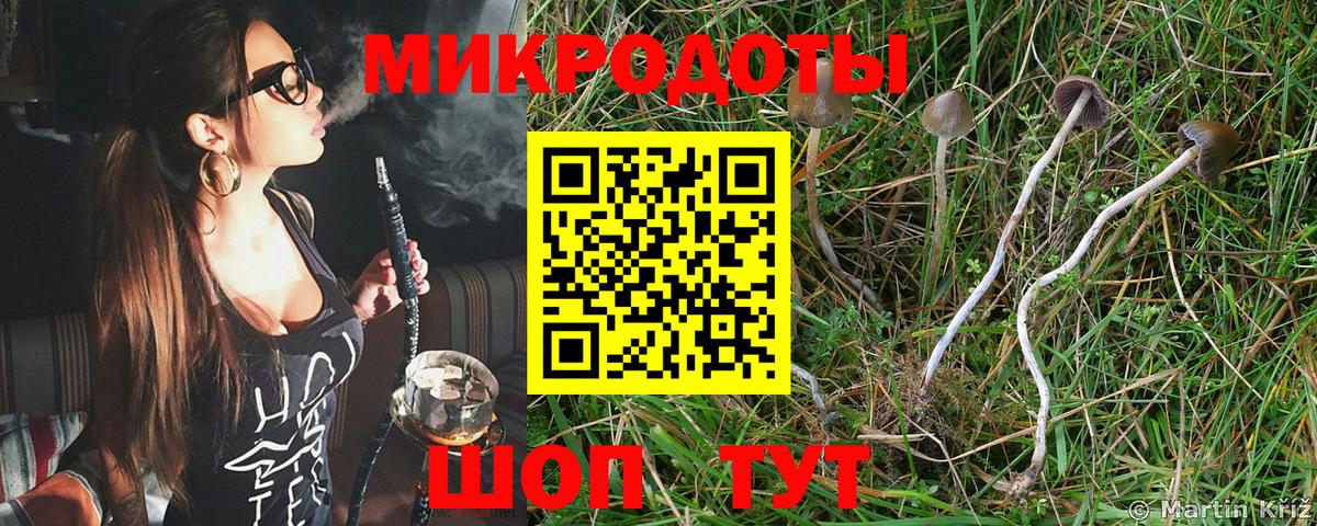 Псилоцибиновые грибы Psilocybine cubensis Кимры